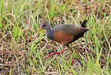 Gray-cowled Wood-Rail